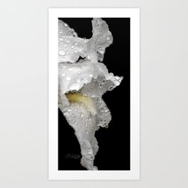 Wet and Wilted Art Print