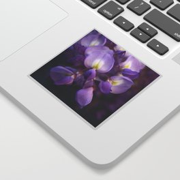 Single Stem Of Wisteria Vine Flower Close Up Photography Sticker