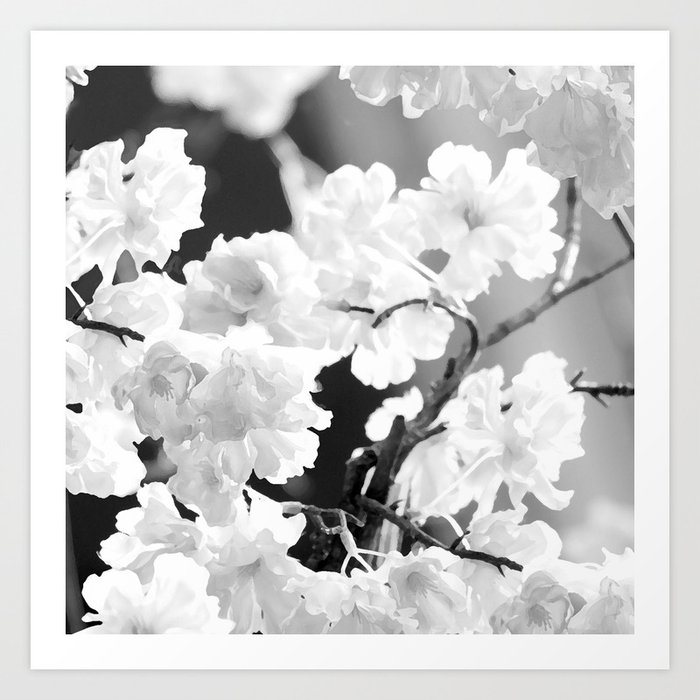 Cherry Tree Flowers in Black and White #decor #society6 #buyart Art Print