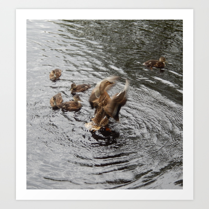 Female Mallard Duck Taking Flight Art Print By Smarsh1234 Society6