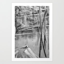 Reeds,reflection and release Art Print