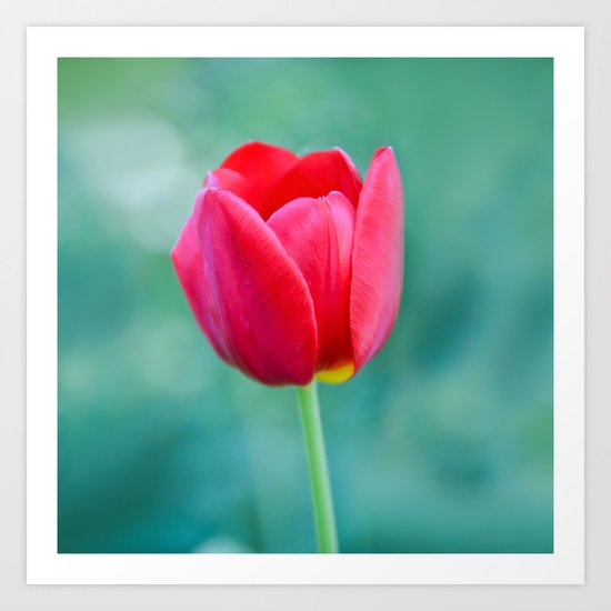 Pink Tulip, Spring Garden Flower Art Print