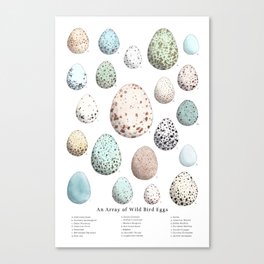 An Array of Wild Bird Eggs Canvas Print