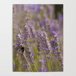 Bumblee in a field of lavender Poster