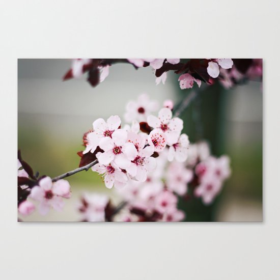 Pink Cherry Blossoms Canvas Print