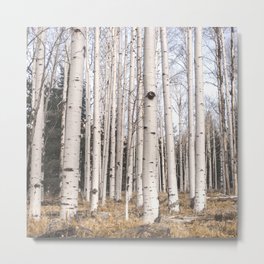 Trees of Reason - Birch Forest Metal Print