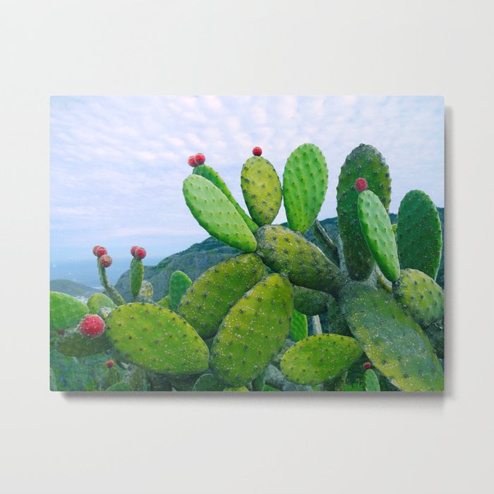 Blooming cacti Metal Print