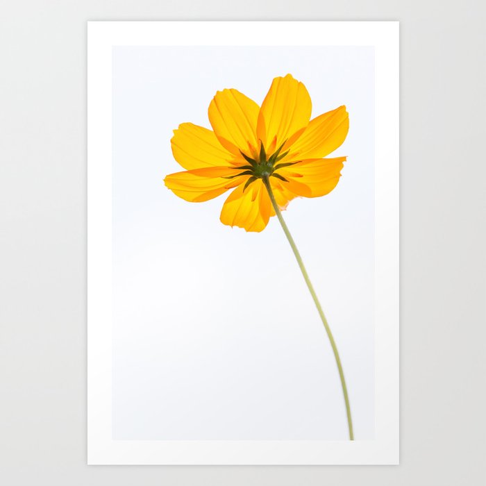 Yellow Cosmos Flower Art Print By Thankyou Society6