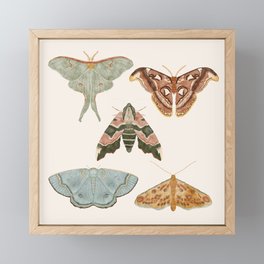 Night Flight Moths Framed Mini Art Print