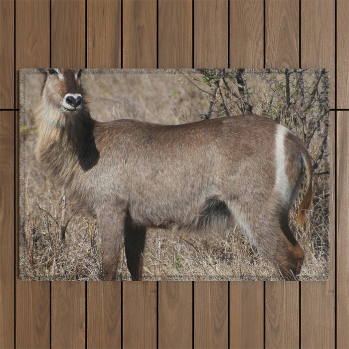 South Africa Photography - Waterbuck At The African Savannah Outdoor Rug