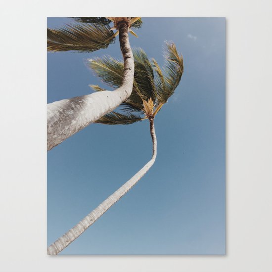 Crooked Palm Trees Canvas Print