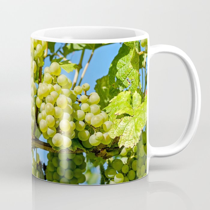 Delicious growing green grapes bunch farming on a beautiful blue summer sky background Coffee Mug