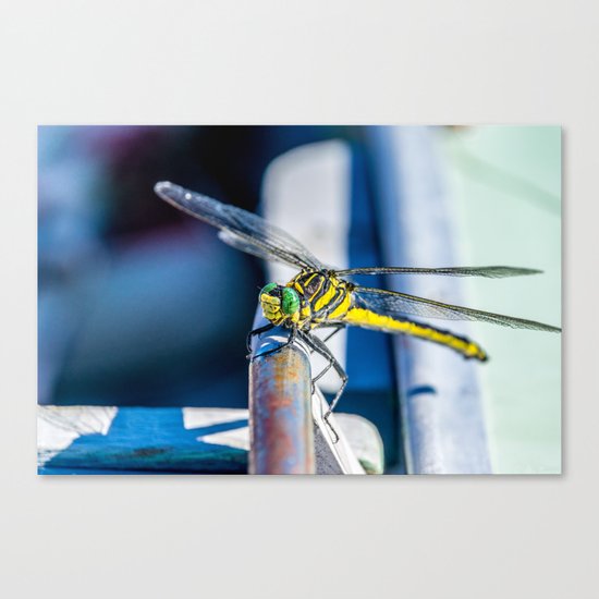 Little Bugger Canvas Print