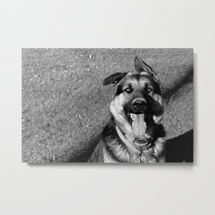 A Dog's Stunning Stare Metal Print