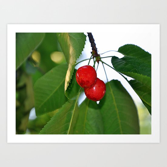 cherries Art Print