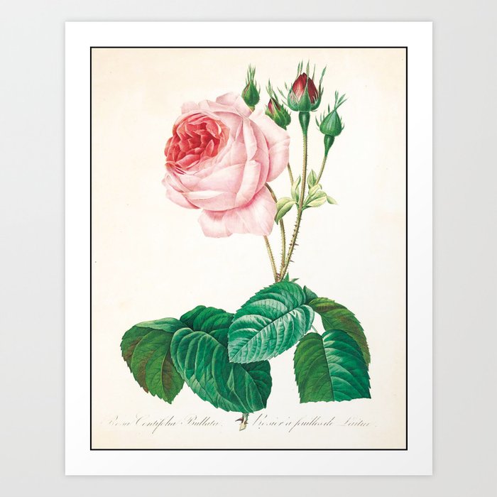 Rose Flower Color Pencil Hand Drawing Art Print By Theyoungdesigns Society6 For birthday of mom or for holiday party. rose flower color pencil hand drawing art print by theyoungdesigns