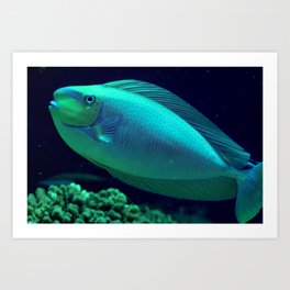 Bignose unicornfish Art Print | Color, Ocean, Nature, Green, Blue, Photo, Digital, Hi Speed, Underwater, Purple 
