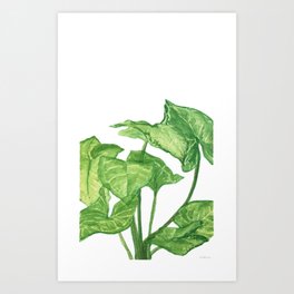 Arrowhead Green Art Print