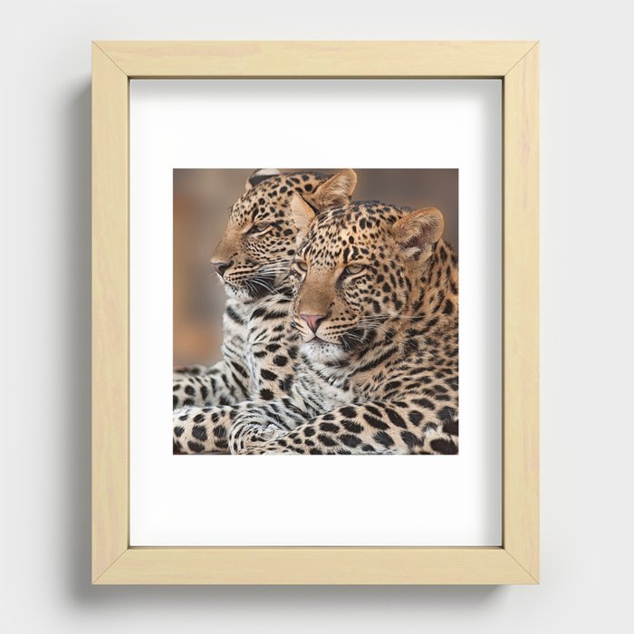 South Africa Photography - Two Beautiful Leopards Recessed Framed Print