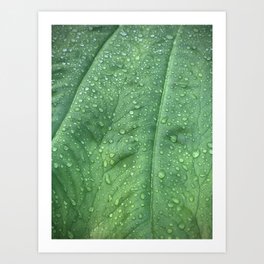 Raindrops on Green Leaf Art Print