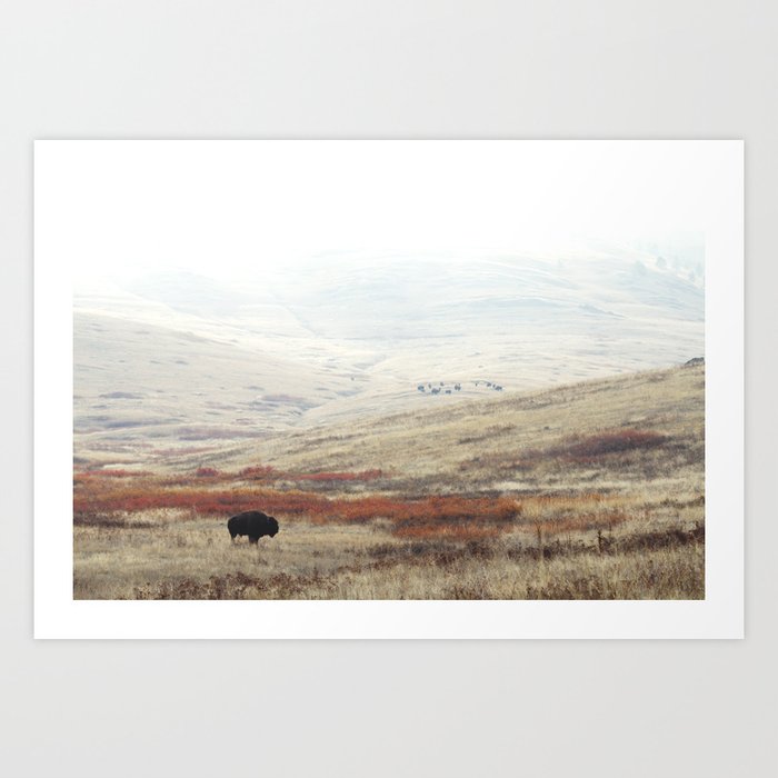 Lone Bison on The National Bison Range in Montana Kunstdrucke