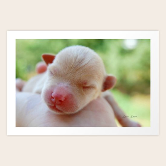 New Life Art Print