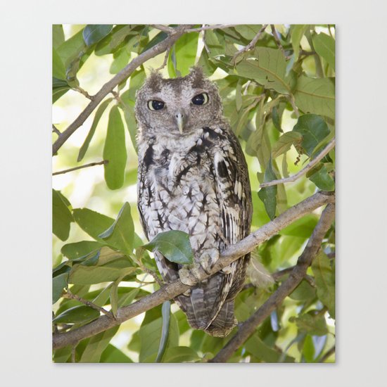Screech Owl Canvas Print
