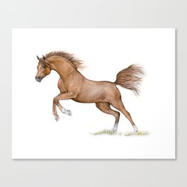 Chestnut arabian horse Canvas Print
