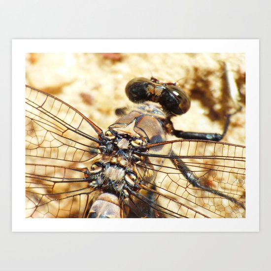 summer dragonfly IX Art Print