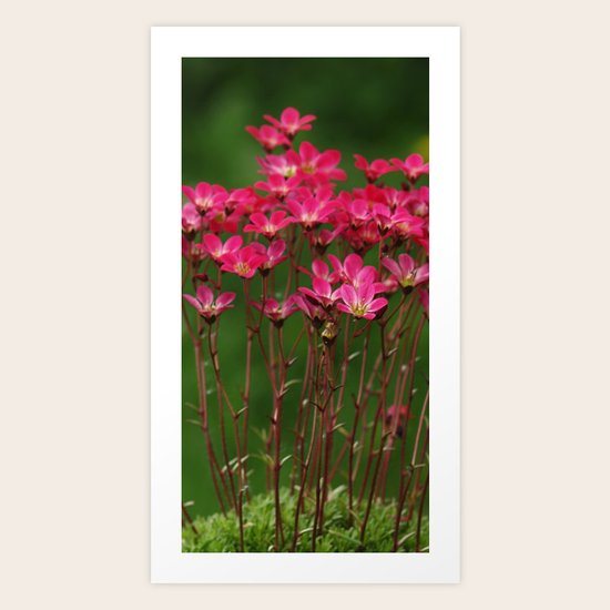 Saxifrage Art Print