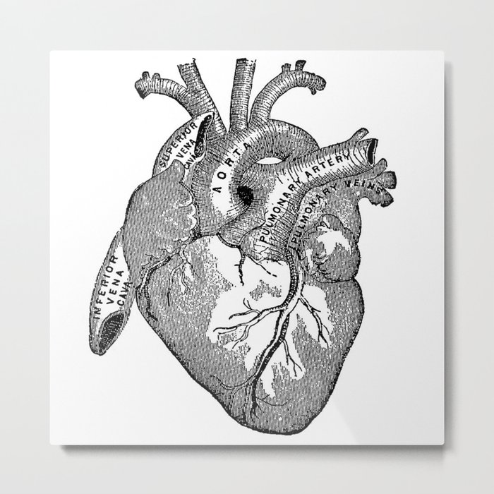 Vintage Anatomy Heart Metal Print