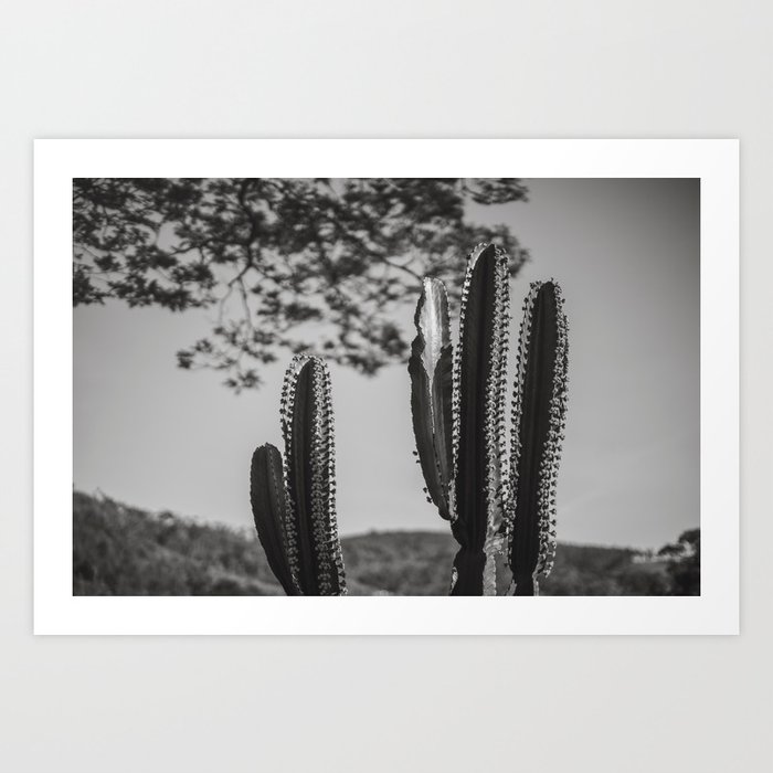 Cactus Photography - Black and White #1 Art Print