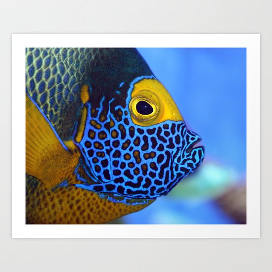 Blue-faced Angelfish Art Print