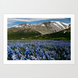 Iceland lupine landscape / mountain view with flowers / fine art travel Art Print