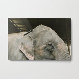 A Good Memory | Elephant Animal Photography Print | Gray Elephant Fine Art Photography Art Print Metal Print | Cute, Gray, Photo, Fineart, Nursery, Elephant, Animalphotography, Kids, Children 