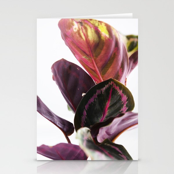 Calathea II  |  The Houseplant Collection Stationery Cards