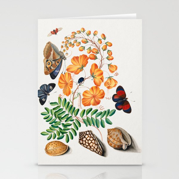 Caesalpinoid legume, Blackburn's Earth Boring Beetle, Seven-Spotted Ladybird Beetle, Purple Emperor and shells from the Natural History Cabinet of Anna Blackburne Stationery Cards