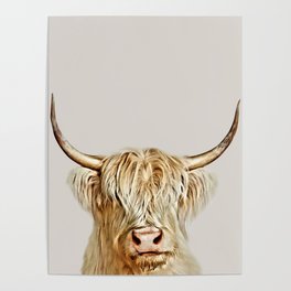 Albino Highland Cow Poster