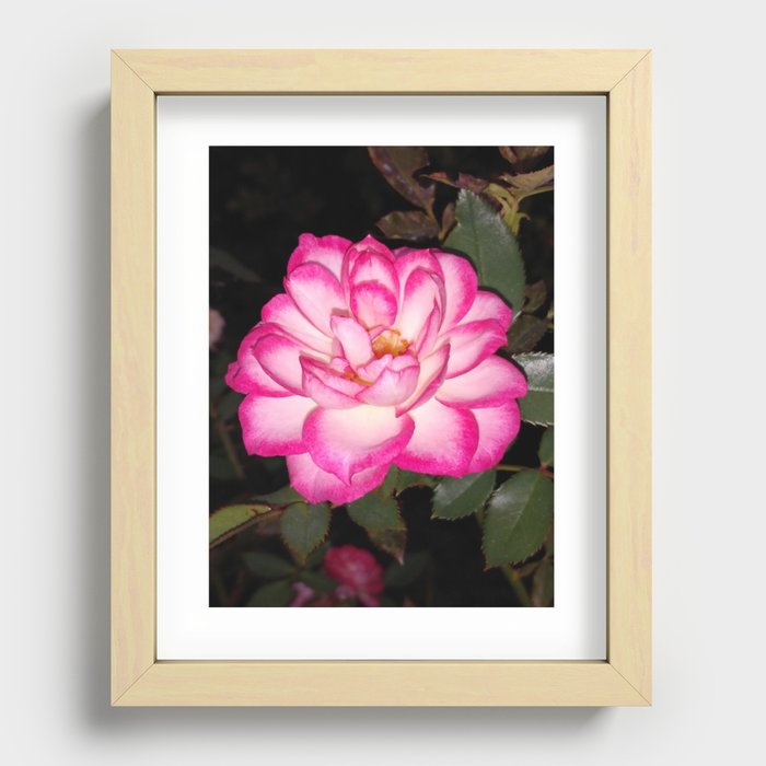 Magenta and White Rose Recessed Framed Print