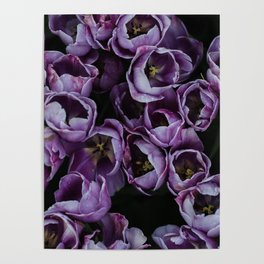 Purple tulip field | Flowers, floral, flower, nature, summer, botanical, plant, photo || Travel photography art print Poster
