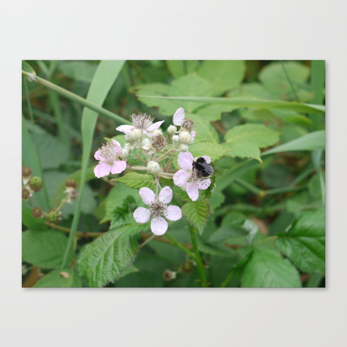 bumblebee Canvas Print