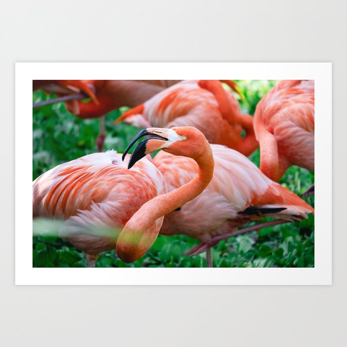 Amongst the Flamingos Photograph Art Print