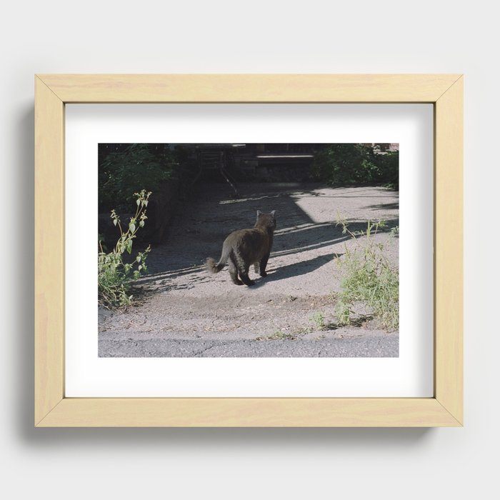 Black Alley Cat in the Sun, Montreal | 35mm Film Photography Recessed Framed Print