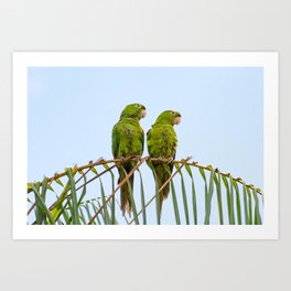 Maritacas Art Print | Lovely, Pajaro, Couple, Pionus, Nature, Psittacinae, Green, Photo, Love, Animal 