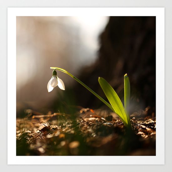 Light In Shade Art Print
