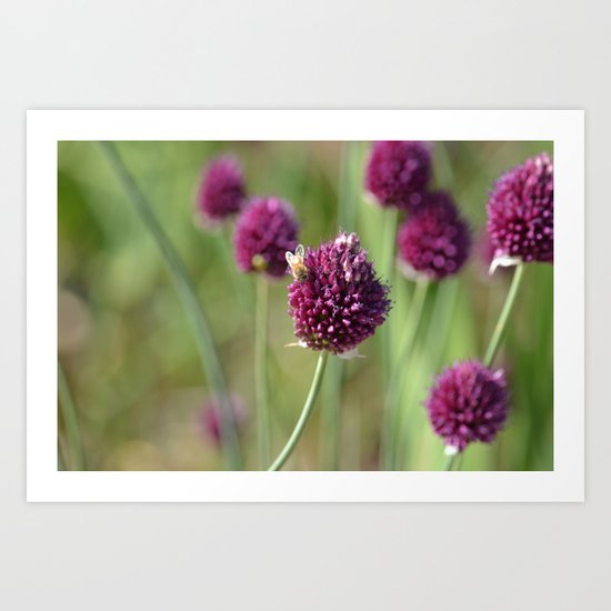 Clovers Art Print