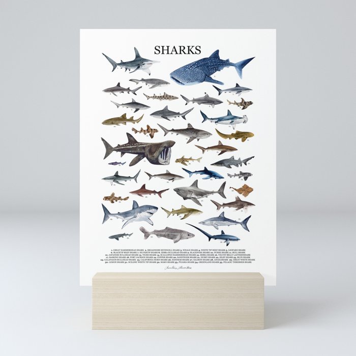 SHARKS poster with names Mini Art Print