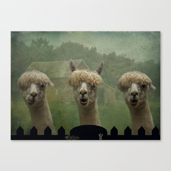 Alpaca Farm Canvas Print