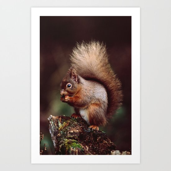 RED SQUIRREL. Art Print