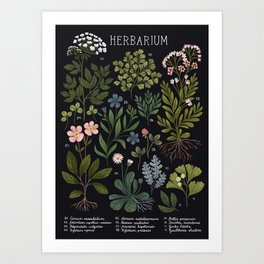 Herbarium ~ vintage inspired botanical art print ~ black Art Print